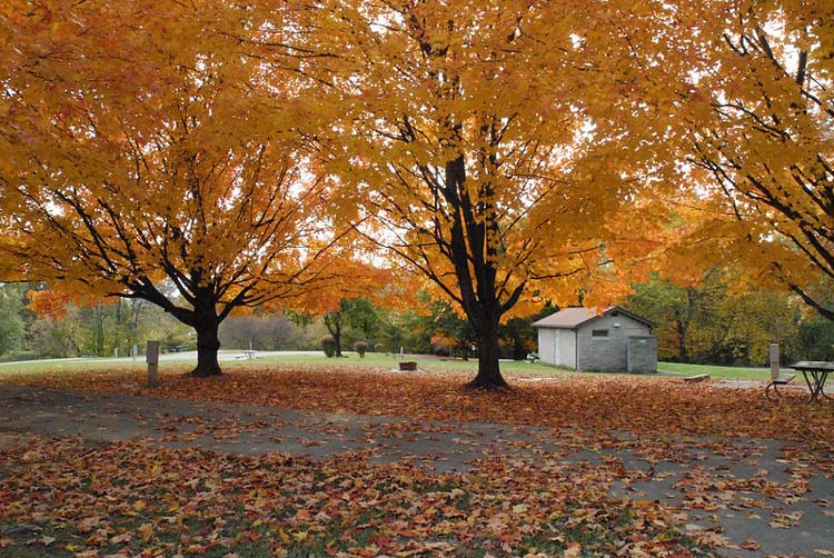 An image of two trees dressed in fall colors of orange, yellow, and brown at the Paint Creek State Park.