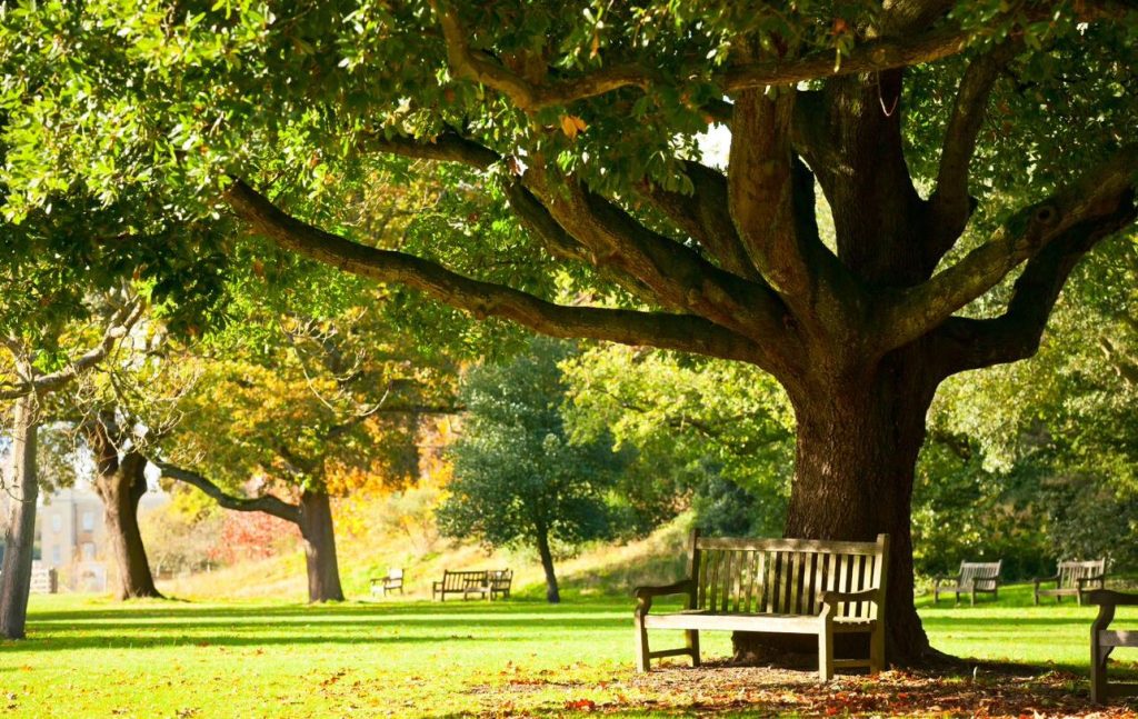 An image of a bench in front of a big tree.